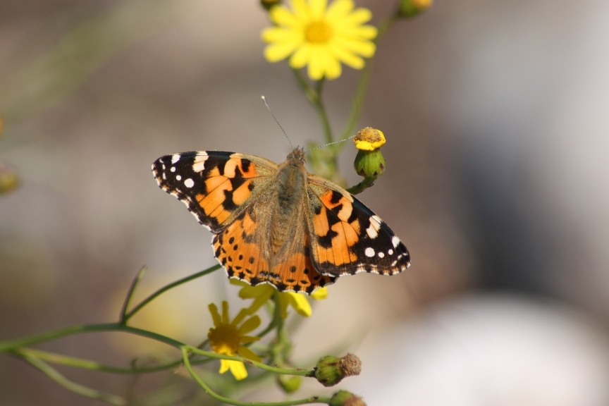 Ninfalidi e Ninfalidi satiridi